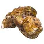 Устрица Фин де Клер №1