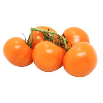 Orange tomato on a Branch