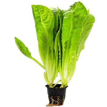 Puchok-Svizhachok Fresh Greens Romaine Lettuce 180g - buy, prices for COSMOS - photo 2