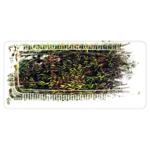 Thyme in Box