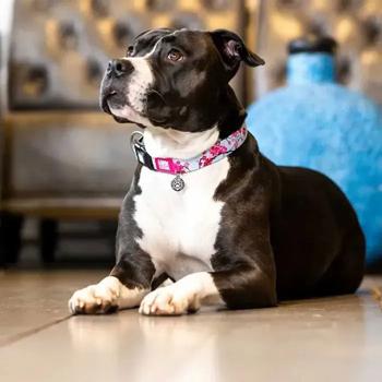Collar Max and molly Germany - buy, prices for MasterZoo - photo 5