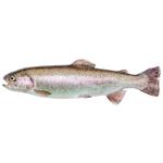 Fish trout fresh