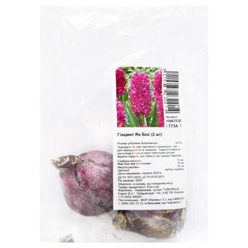 Hyacinth Jan Bos Bulbs 2pcs - buy, prices for ULTRAMARKET - photo 1