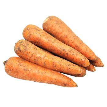 Carrot - buy, prices for Torba - photo 1