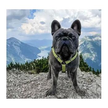 Max and Molly H-Harness Ківі шлея для собак 53-69 см - різнокольоровий - купити, ціни на MasterZoo - фото 4