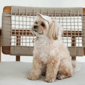 Pet Fashion Glamor Dog Cap s.M Beige - buy, prices for MasterZoo - photo 6