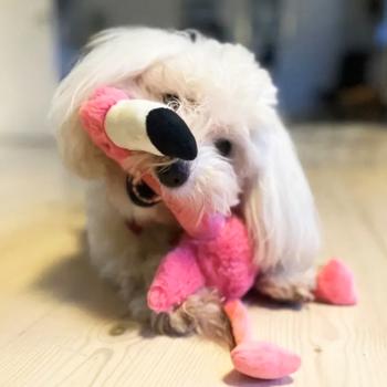 Kong Shakers Honkers Flamingo Squeaky Dog Toy S 32cm - buy, prices for MasterZoo - photo 3