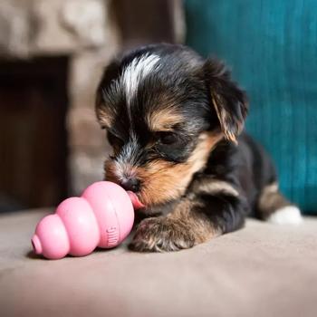 Игрушка Kong Puppy груша-кормушка для щенков миниатюрных пород XS 5,72см - купить, цены на MasterZoo - фото 3