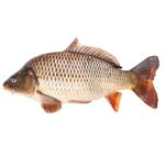 Fish carp fresh