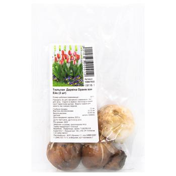 Луковицы Тюльпан Дарвина Оранж ван Эйк 3шт - купить, цены на ULTRAMARKET - фото 1