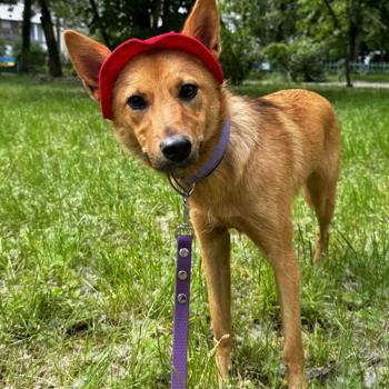 Hat-Dog Panama Hat for Dogs s.M Red - buy, prices for MasterZoo - photo 8