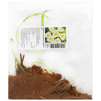 Rhizome Daylily Longfields Pearl