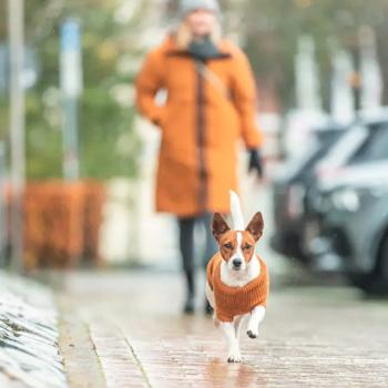 Trixie CityStyle Berlin Sweater for Dogs s.M Orange - buy, prices for MasterZoo - photo 7