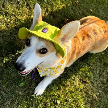 Панама для собак Hat-Dog р.L лаймовий - купити, ціни на MasterZoo - фото 5
