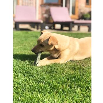 Knash Woofa Loofa Snack for Dental Health of Small Breed Dogs with Mint, Parsley and Coconut Oil 115g - buy, prices for - photo 5