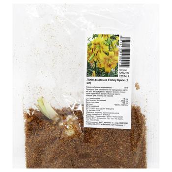 Цибулина лілії азіатської Еллоу Брюс 1шт - купити, ціни на За Раз - фото 1