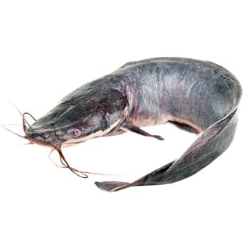 Aquafarm Chilled Gutted African Sharptooth Catfish with Head