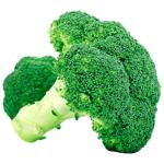 Broccoli Netherlands