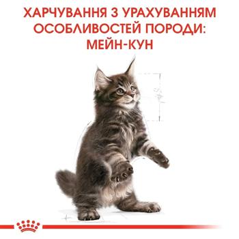 Royal Canin Kitten Maine Coon Food Set Dry 2kg + Wet 4pcs x 85g - buy, prices for MasterZoo - photo 7