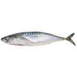 Скумбрія свіжоморожена