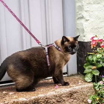 Leash Max and molly Germany - buy, prices for MasterZoo - photo 2