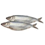 Fish herring