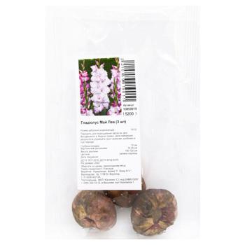 Gladiolus My Love Bulbotuber 3pcs