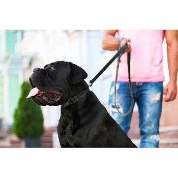 Collar Evolutor Leash 3m / 25mm Black - buy, prices for MasterZoo - photo 8