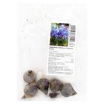 Луковица подснежника Сиберика 5шт