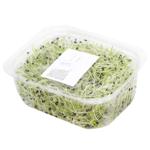 Microgreen Onions 50g