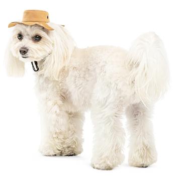 Pet Fashion Ava панама для собак XL - купити, ціни на MasterZoo - фото 3