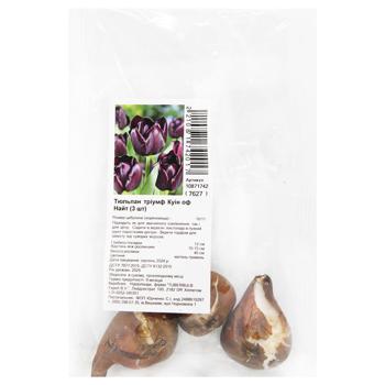 Queen of Night Triumph Tulips Bulb 3pcs - buy, prices for MegaMarket - photo 1