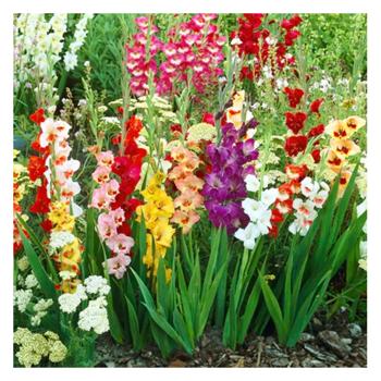 Bambino Mix Gladiolus 3pcs - buy, prices for Tavria V - photo 1