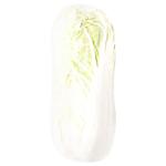 Napa Cabbage