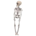 Halloween Skeleton Figure 42cm
