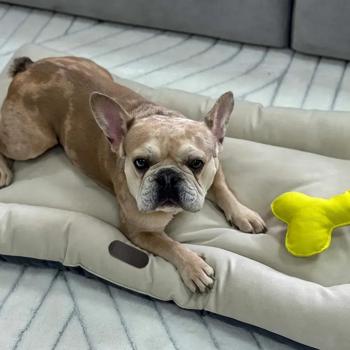 Pet Fun Комфорт Water Proof матрац для собак 50х60х12 см - бежевий - купити, ціни на MasterZoo - фото 4