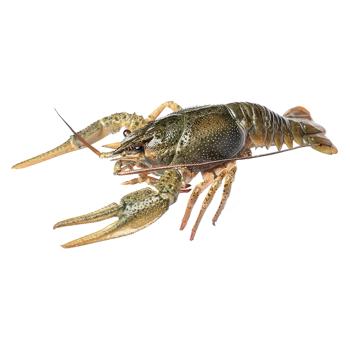 Large Crayfish