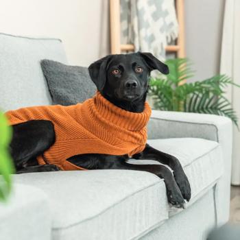 Trixie CityStyle Berlin Dog Sweater s.L2 Orange - buy, prices for MasterZoo - photo 4