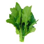 Greens sorrel fresh