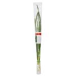 Marka Promo Green Onions Bunch 50g