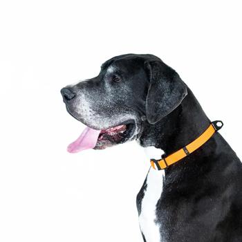 Нашийник для собак Collar Evolutor 25-70см/25мм помаранчевий - купити, ціни на MasterZoo - фото 8