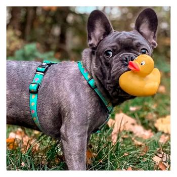 Max and Molly H-Harness Каченята шлея для собак 33,5-41 см - різнокольоровий - купить, цены на MasterZoo - фото 3