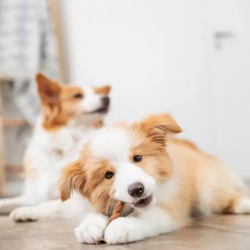 Ласощі для собак Trixie з бичачим пенісом косичка 15см 5шт - купити, ціни на MasterZoo - фото 5