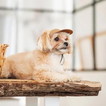 Pet Fashion Phil кепка для собак L - купити, ціни на MasterZoo - фото 3