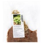 Abiqua Moonbeam Hosta Rhizome 1pc - buy, prices for - photo 2