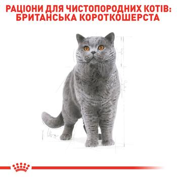 Сухий корм для котів Royal Canin British Shorthair Adult 1,6 кг + 400 г - домашня птиця - купить, цены на MasterZoo - фото 3