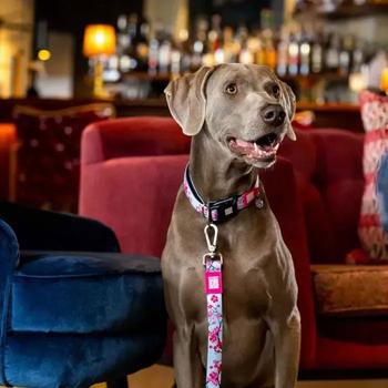 Max Molly Short Leash Цвітіння вишні повідець для собак 1,2 м х 2,5 см - різнокольоровий - купити, ціни на MasterZoo - фото 4