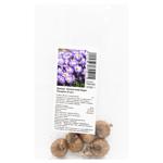 Bulb of Botanical Crocus Barrs Purple 5pcs