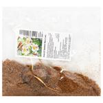 OT Beijing Moon Lily Bulb 1pc