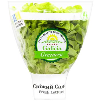 Galicia Greenery Oakleaf Fresh Lettuce
